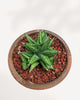 Sansevieria Yaya in a decorative bowl planter, close-up view