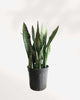 Sansevieria Zeylanica
