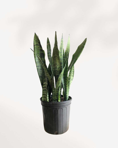 Sansevieria Zeylanica | Buy Online