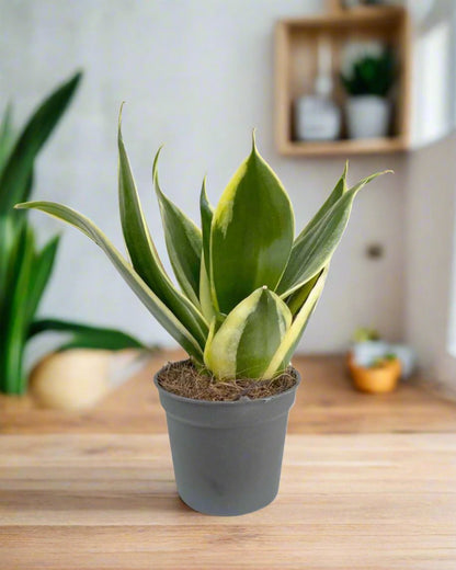sansevieria jade pagoda Sansevieria Trifasciata Jade Pagoda| Houseplant | Mygreenscape