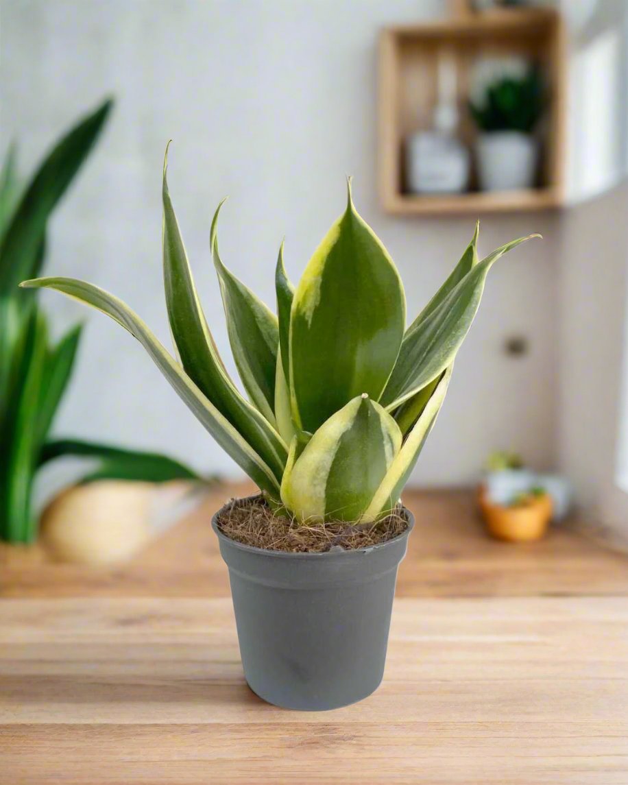 Sansevieria Trifasciata Jade Pagoda | Buy Online