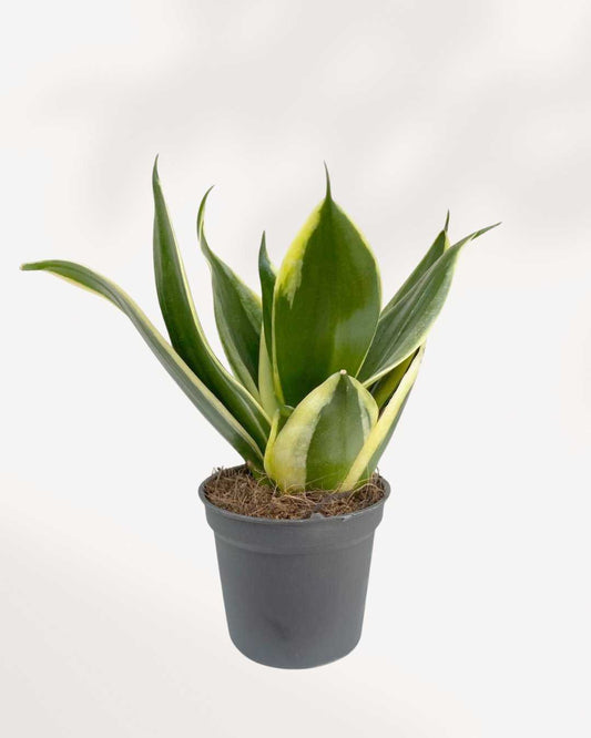 Sansevieria Trifasciata Jade Pagoda | Buy Online