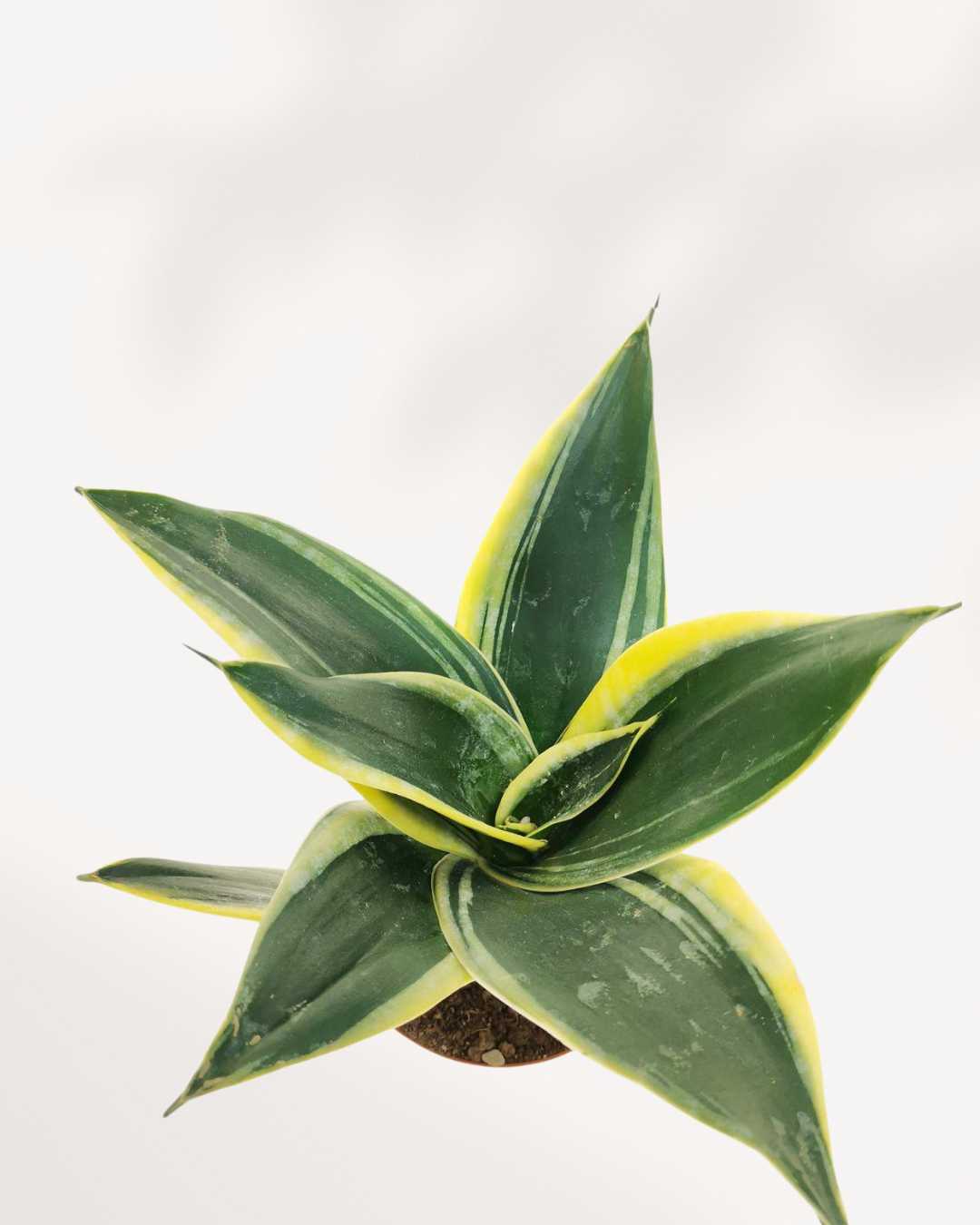 Sansevieria Trifasciata Jade Pagoda | Buy Online