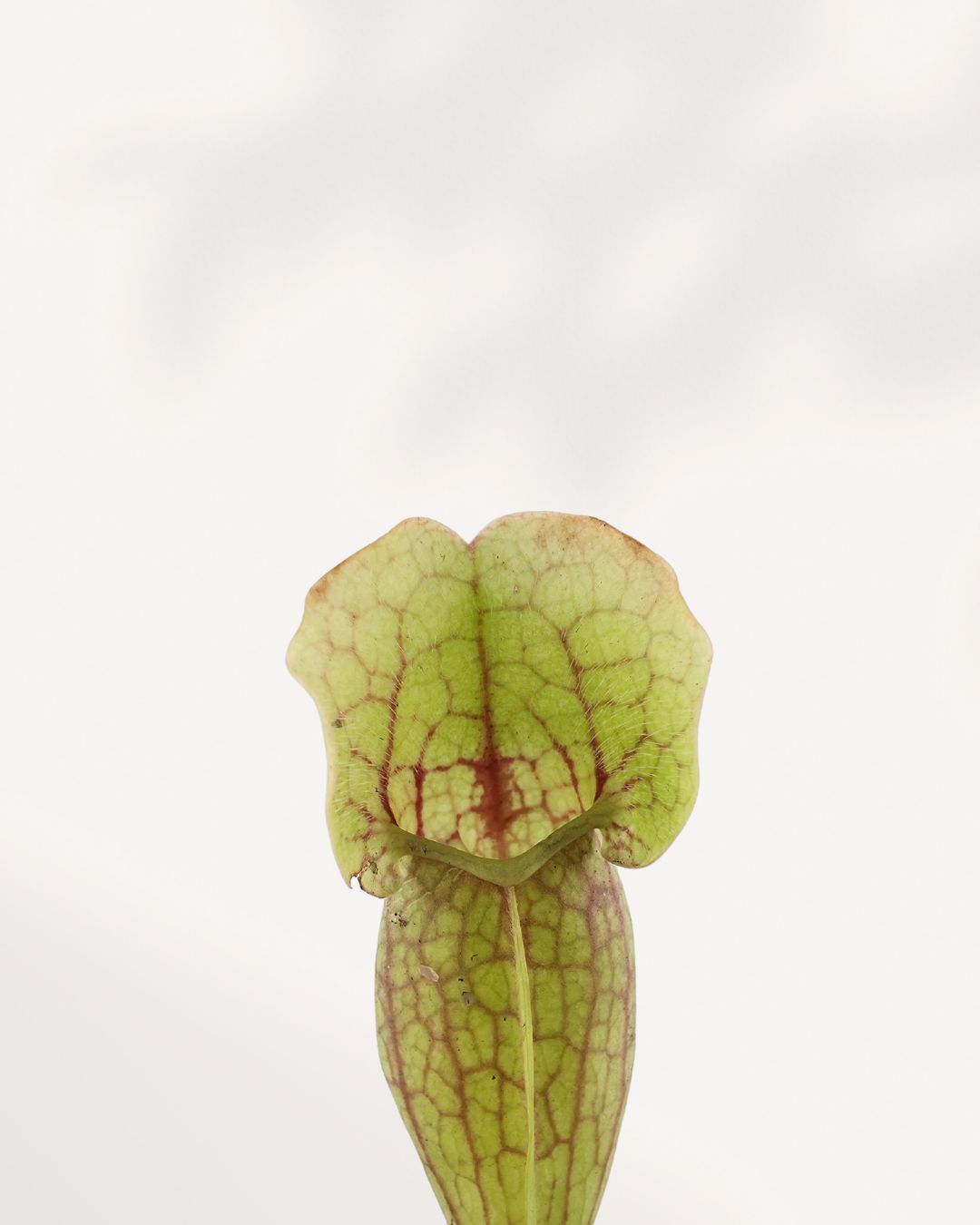 Sarracenia Pitcher Plant for Sale – Buy Carnivorous Plant Online | Easy Care, Unique Insect-Catching Houseplant – Canada Delivery