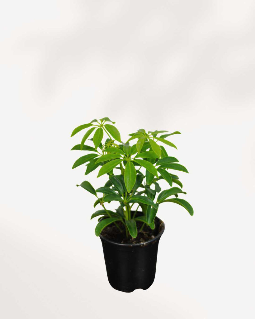Dwarf Umbrella Tree - Schefflera Arboricola 3.5” Pot - Small