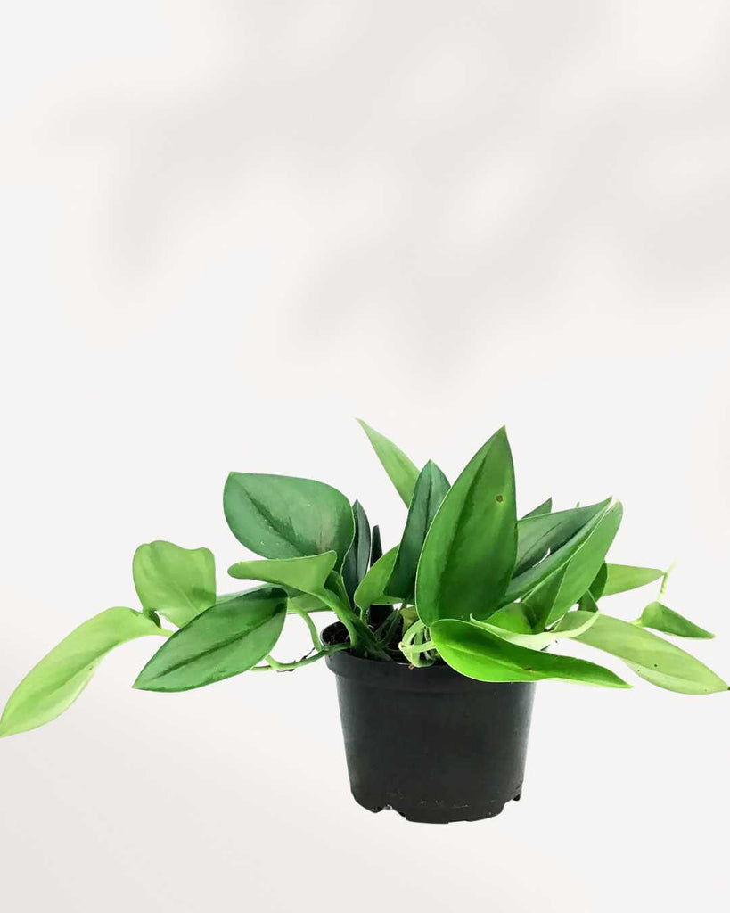 Scindapsus Treubii Moonlight 6" Pot - Medium | Buy Online