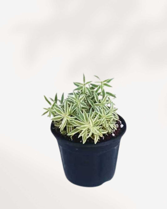 Sedum Variegated | Buy Online