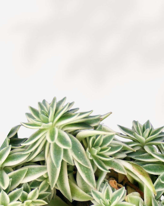 Sedum Variegated | Buy Online