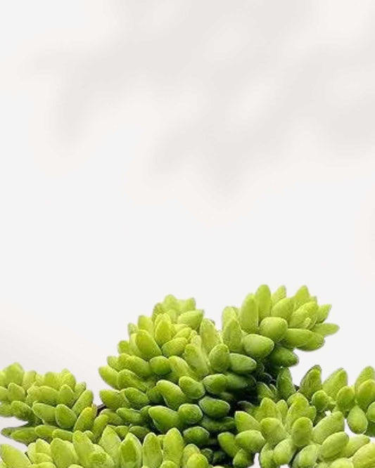 Sedum Burro's Tail | Buy Online