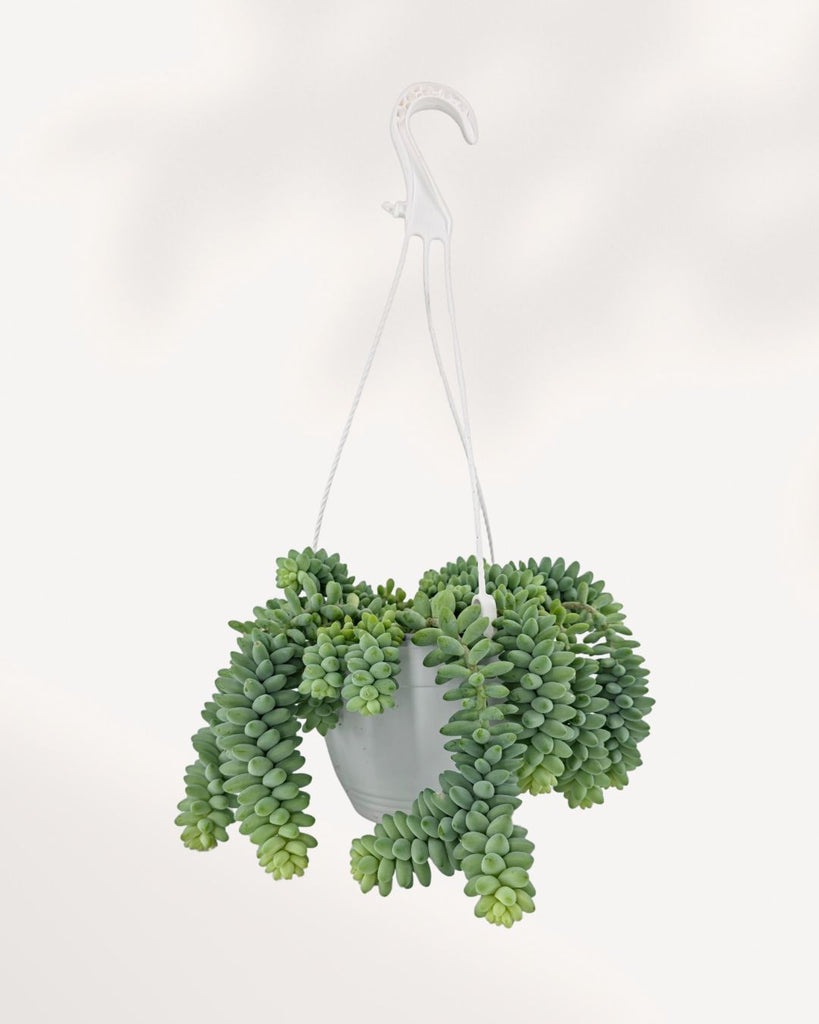 Sedum Burro's Tail 6" Hanging Basket