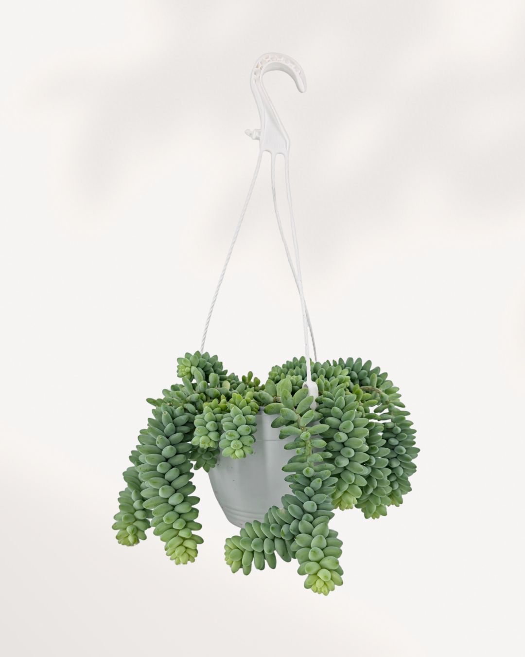Sedum Burro's Tail 6" Hanging Basket