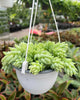 Sedum Burro's Tail 6" Hanging Basket