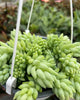 Sedum Burro's Tail