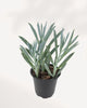 Senecio Curio Blue Chalk top front view highlighting dense rosette style growth pattern with silvery blue foliage, visually striking succulent ideal for shelves, desks, and minimalist plant styling
