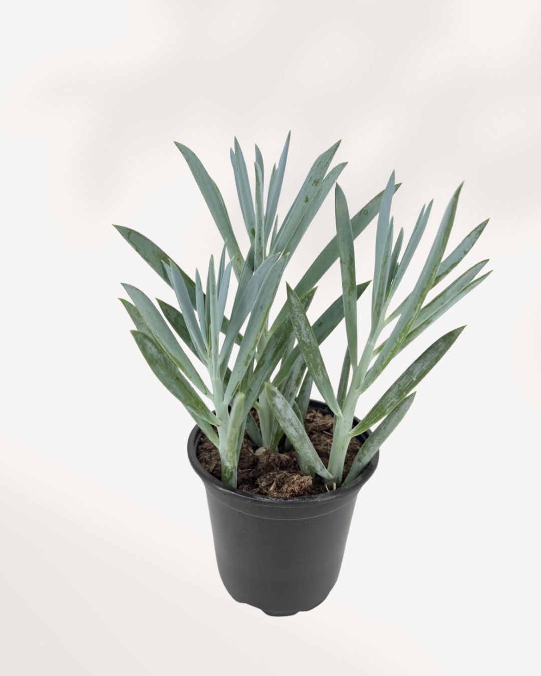 Senecio Curio Blue Chalk top front view highlighting dense rosette style growth pattern with silvery blue foliage, visually striking succulent ideal for shelves, desks, and minimalist plant styling