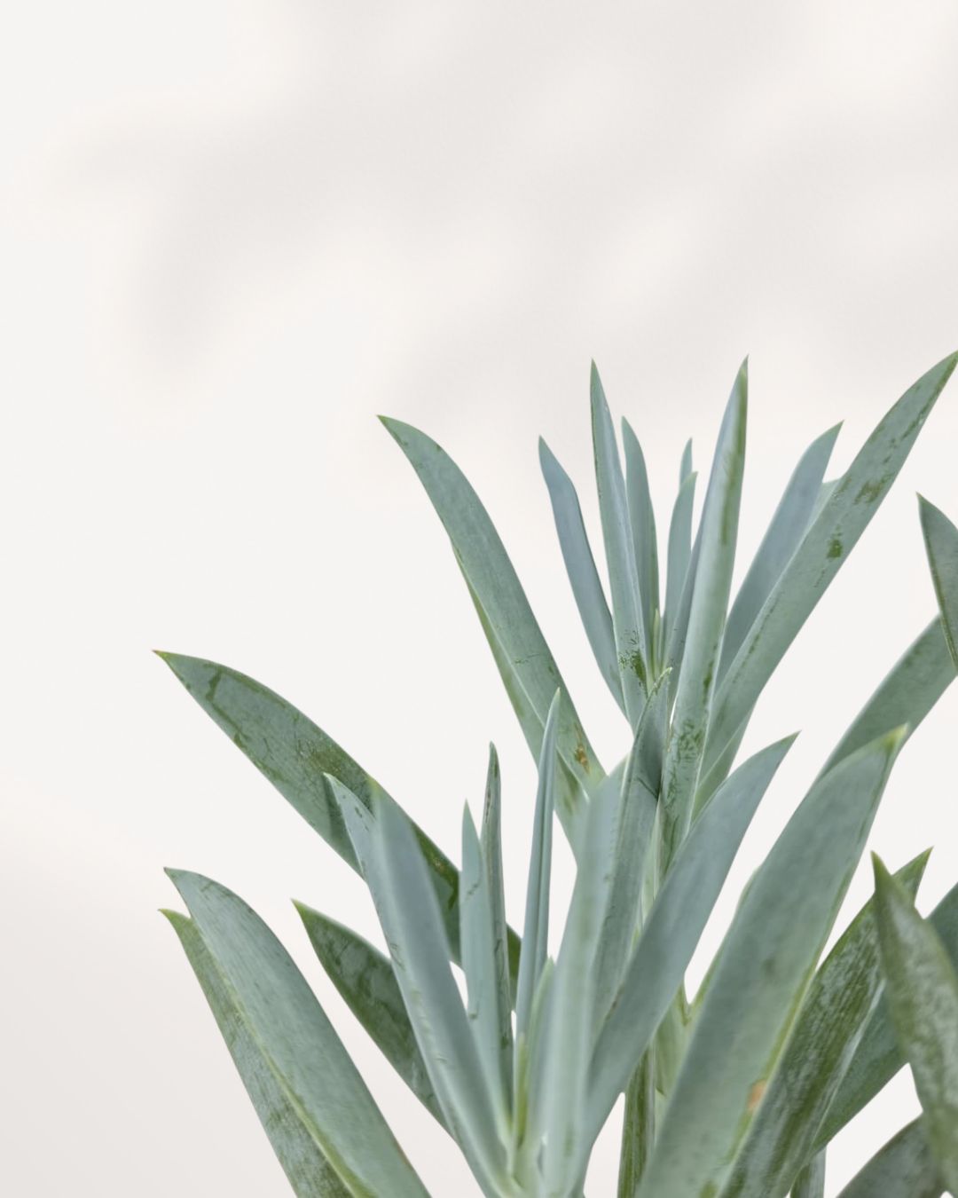 Senecio Curio Blue Chalk close up showing powdery blue-green succulent leaves with soft chalk like texture, healthy compact growth ideal indoor drought tolerant plant for modern home decor