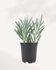 Senecio Curio Blue Chalk front view showcasing upright branching succulent with slender blue chalk coated stems, minimal water needs, perfect low maintenance indoor plant for bright light spaces