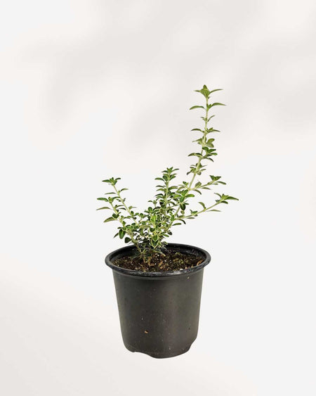 snow rose bonsai seeds Serissa Japonica 'Snowrose' | Buy Online – Rare Bonsai Beauty | Mygreenscape