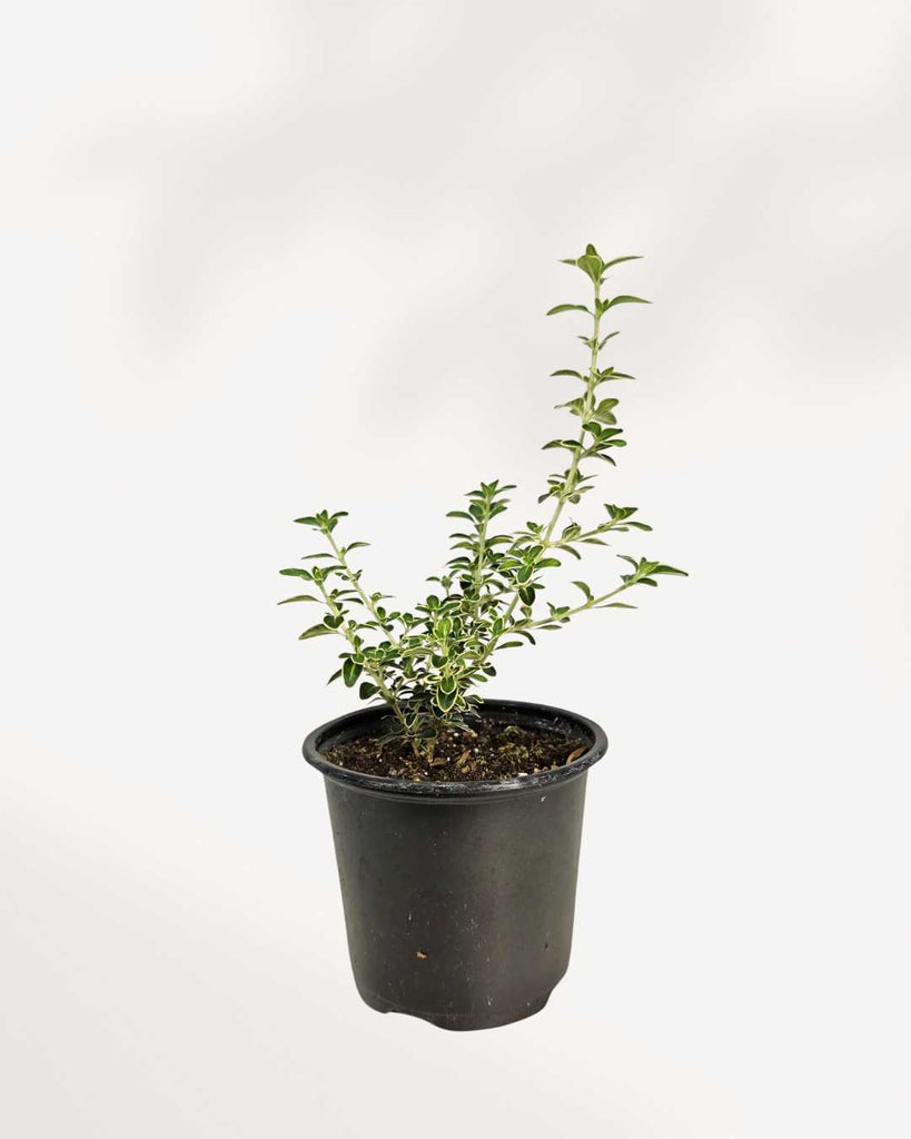 Serissa japonica 'Snowrose' 4" Pot - Small