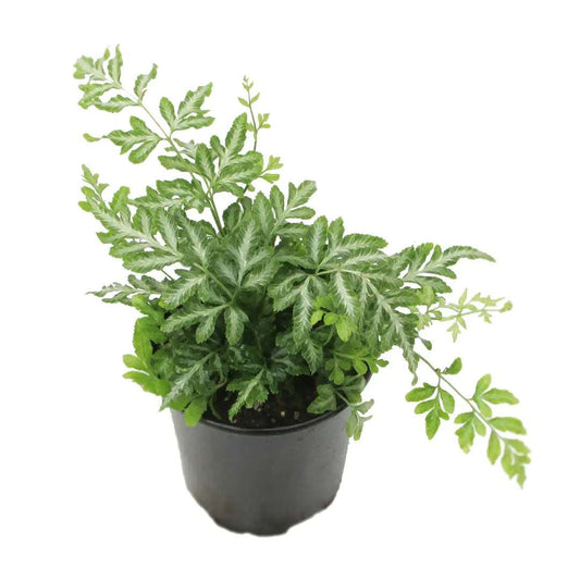 Silver Lace Fern | Buy Plants Online - Houseplant Delivery & Care 