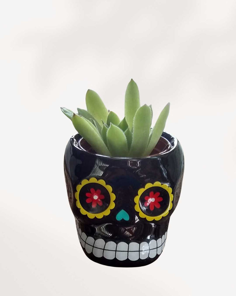 Sugar Skull Pots Black