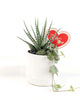 Small Elio Mother's Day Mini Garden 3.5" Pot - Small