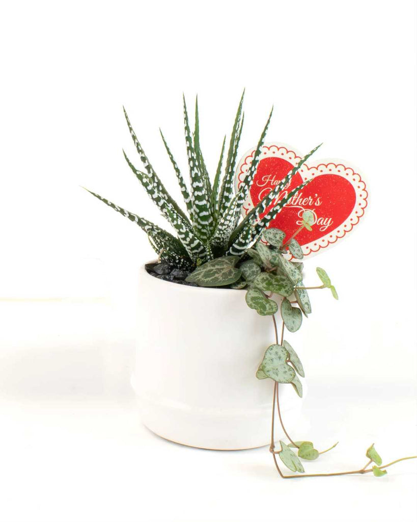 Small Elio Mother's Day Mini Garden 3.5" Pot - Small