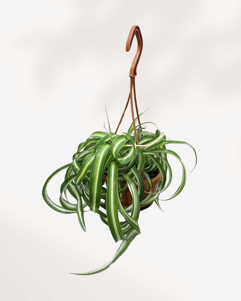 Spider Plant Curly Bonnie 4" - Hanging Basket
