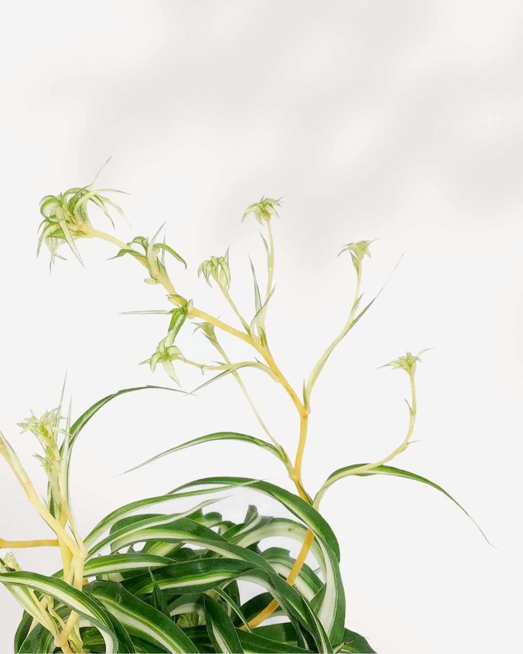 bonnie spider plant babies Spider Plant Curly Bonnie Care Guide | Pet-Friendly Indoor Plant | Mygreenscape