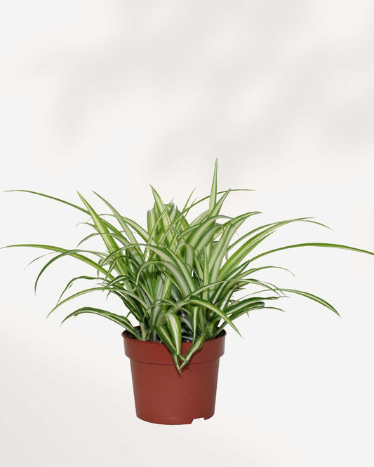 spider kenkey plant Spider Plant Curly Bonnie Care Guide | Pet-Friendly Indoor Plant | Mygreenscape