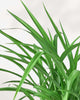 Spider Plant Green