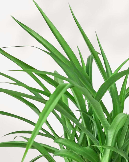 Spider Plant Green | Buy Online