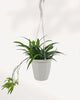 A green trailing houseplant in a white hanging planter with a white hanging cord and hook, shown against a plain white background.