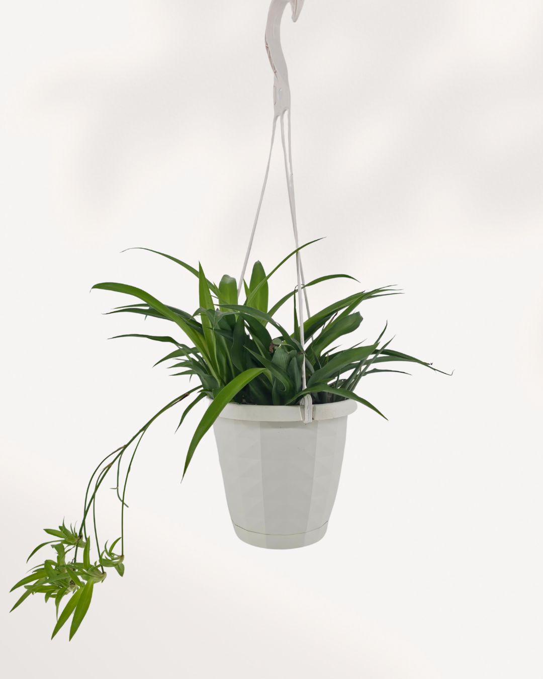 A green trailing houseplant in a white hanging planter with a white hanging cord and hook, shown against a plain white background.