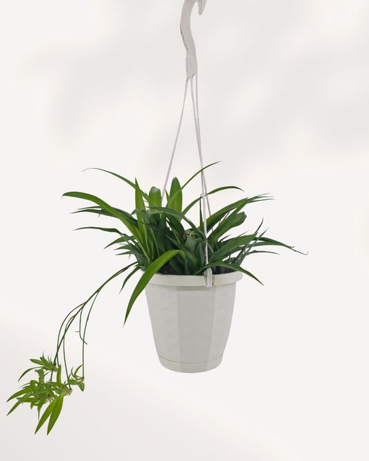 A green trailing houseplant in a white hanging planter with a white hanging cord and hook, shown against a plain white background.