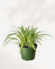 Spider Plant Variegated 5" Pot - Medium