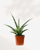 Sansevieria Fernwood Natural 2.5" Pot XSmall