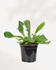 Staghorn Fern 4" Pot - Small