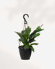 Staghorn Fern - Hanging Basket 8" Hanging Basket