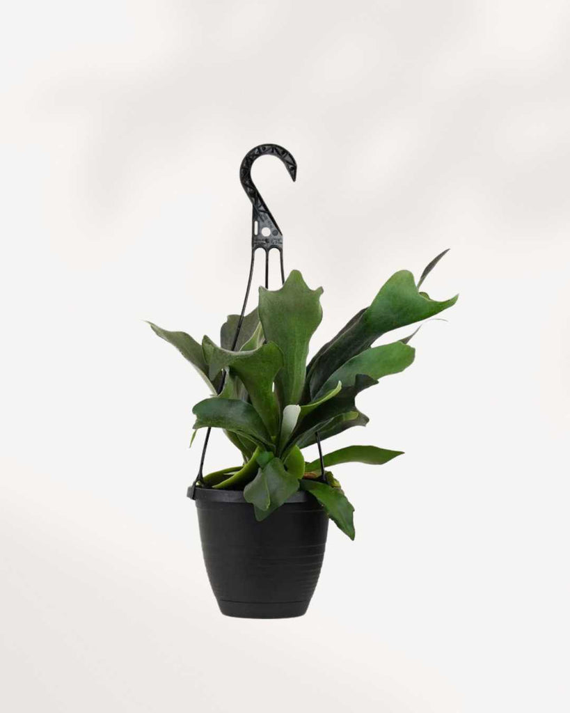 planting staghorn fern in hanging basket Staghorn Fern - Hanging Basket | Buy Online | Low-Maintenance Plant | Mygreenscape