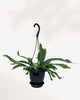 Staghorn Fern - Hanging Basket 6" Hanging Basket