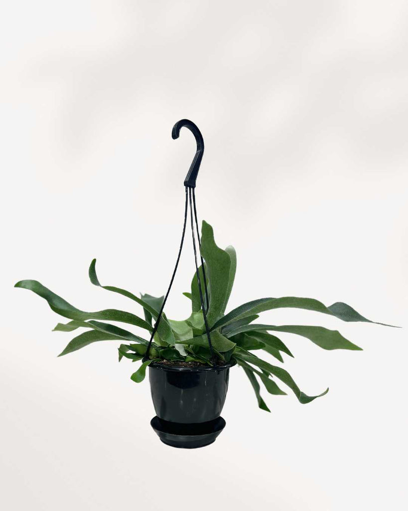 Staghorn Fern - Hanging Basket 6" Hanging Basket