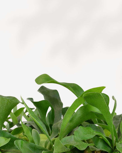 Staghorn Fern | Buy Online 