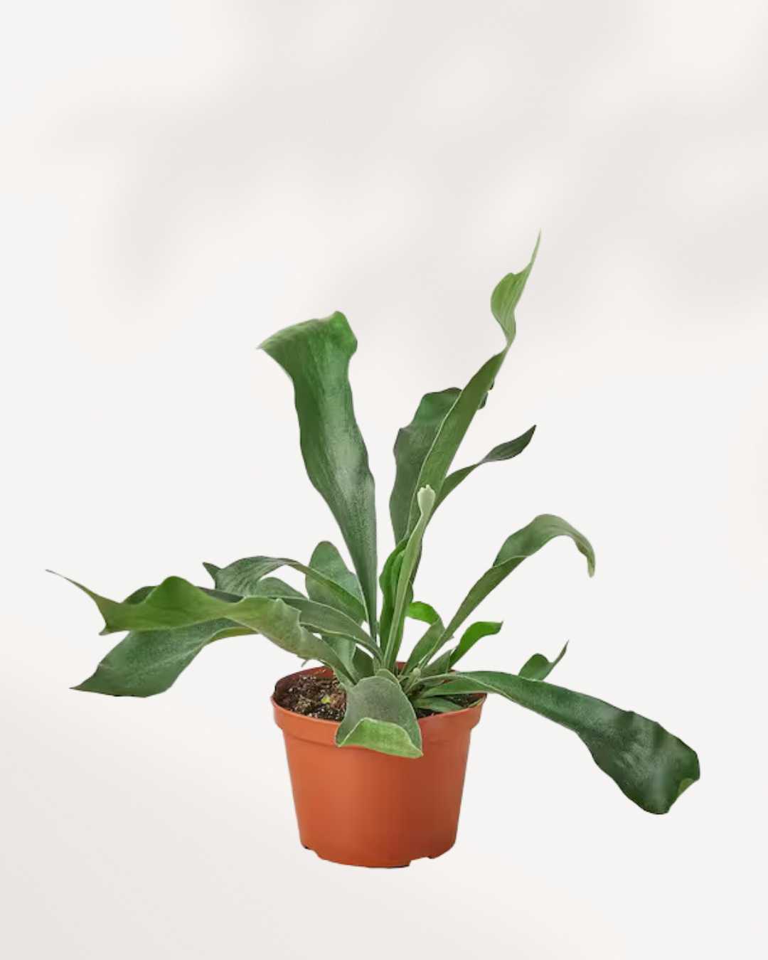 Staghorn Fern | Buy Online 