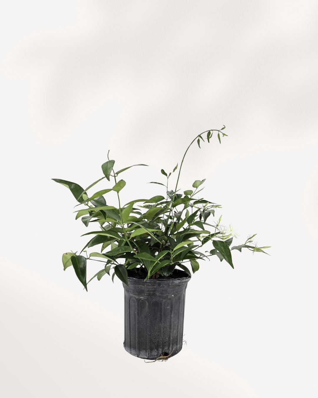 Star Jasmine potted plant 6 inch, lush green leaves, fragrant blooms, easy care vine for home or garden, available to buy online