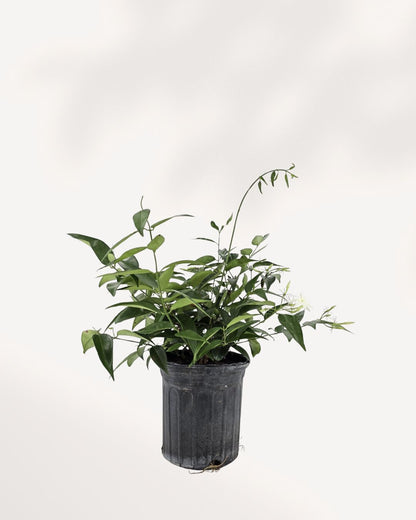 Star Jasmine potted plant 6 inch, lush green leaves, fragrant blooms, easy care vine for home or garden, available to buy online