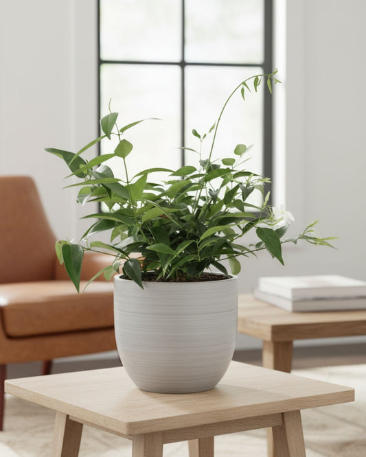 Star Jasmine plant in 6-7 inch grow pot, healthy green leaves, ideal indoor fragrance, buy online for home or patio, fast delivery Canada