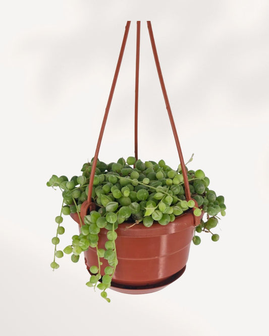 Overhead angle of String of Pearls hanging basket showing dense round green pearl leaves with three long trailing vines cascading down, low maintenance trailing succulent for bright indoor spaces