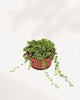 String of Pearls plant in hanging basket with full dense growth and multiple long trailing strands of round green pearl leaves, indoor hanging succulent delivered across Canada