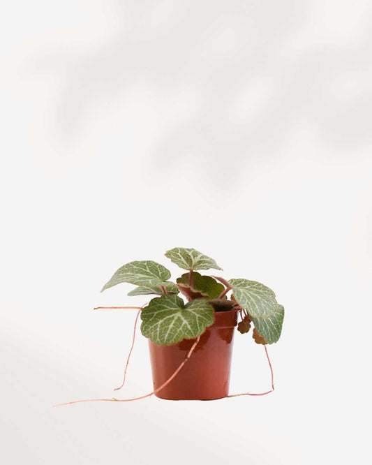 Strawberry Begonia | Buy Online